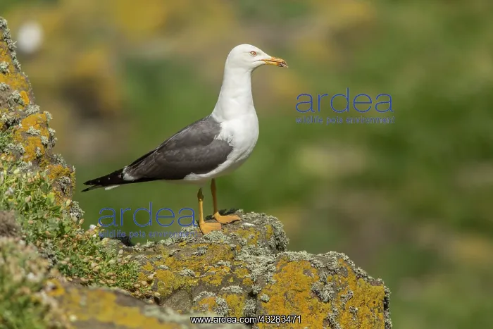 : 80197001 Lesser Black-Backed Gull - adult May Island : 80197001 Lesser Black-Backed Gull - adult May Island