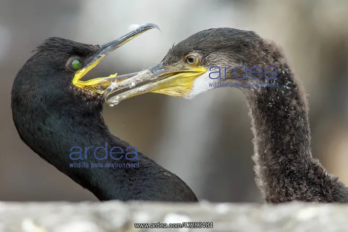 : 80197002 European Shag - adult and young Farne Islands : 80197002 European Shag - adult and young Farne Islands