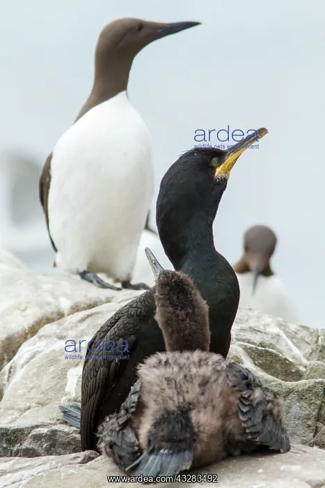 : 80197003 European Shag - adult and young on cliffs : 80197003 European Shag - adult and young on cliffs