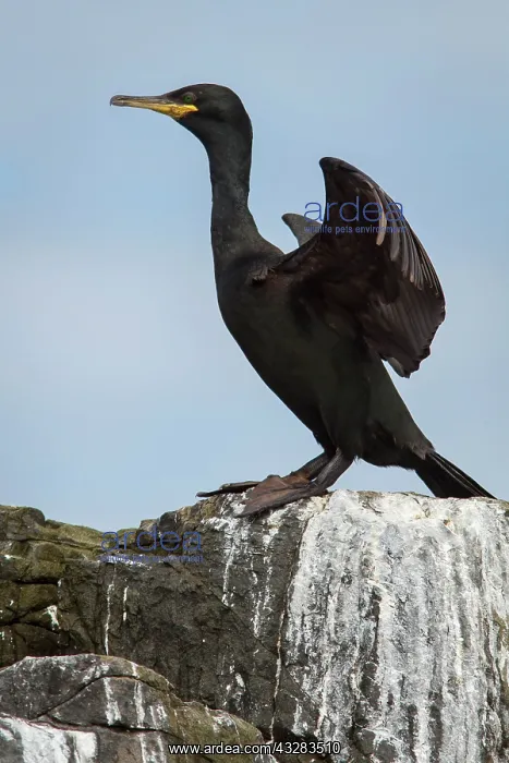  : 80197005 European Shag - on cliff Farne Islands