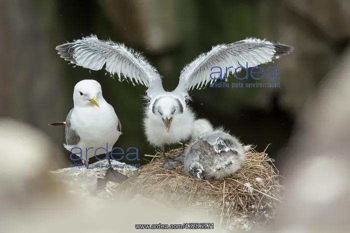 : 80197006 Black-Legged Kittiwake - at nest on cliff : 80197006 Black-Legged Kittiwake - at nest on cliff