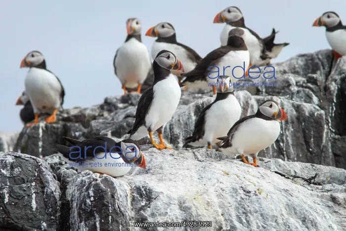 : 80197007 Atlantic Puffin - adults on cliff Farne : 80197007 Atlantic Puffin - adults on cliff Farne