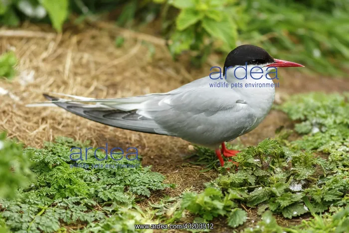 : 80197008 Arctic Tern - adult on ground Farne Islands : 80197008 Arctic Tern - adult on ground Farne Islands