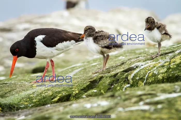 : 80197009 Eurasian Oystercatcher - adult and chick : 80197009 Eurasian Oystercatcher - adult and chick