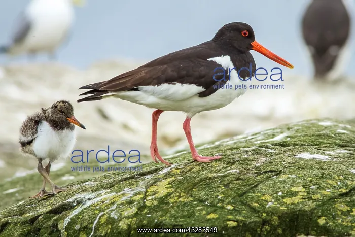 : 80197010 Eurasian Oystercatcher - adult and chick : 80197010 Eurasian Oystercatcher - adult and chick