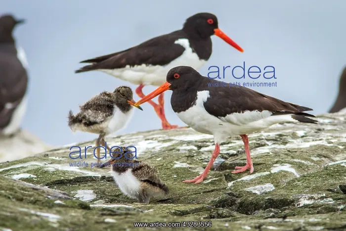: 80197011 Eurasian Oystercatcher - adult and chick : 80197011 Eurasian Oystercatcher - adult and chick