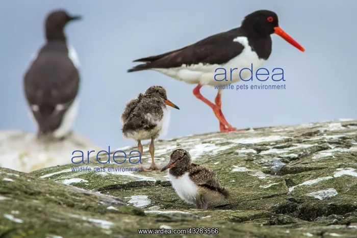  : 80197012 Eurasian Oystercatcher - adult and chick
