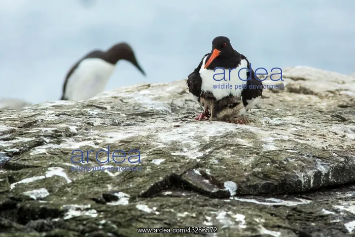 : 80197013 Eurasian Oystercatcher - adult and chick : 80197013 Eurasian Oystercatcher - adult and chick