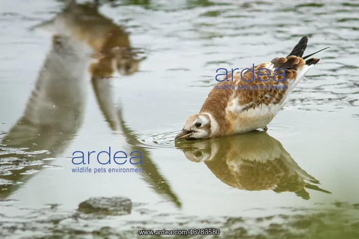 : 80197014 Black-Headed Gull - juvenile drinking from : 80197014 Black-Headed Gull - juvenile drinking from
