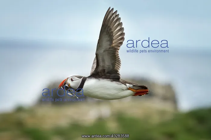  : 80197015 Atlantic Puffin - in flight with fish prey