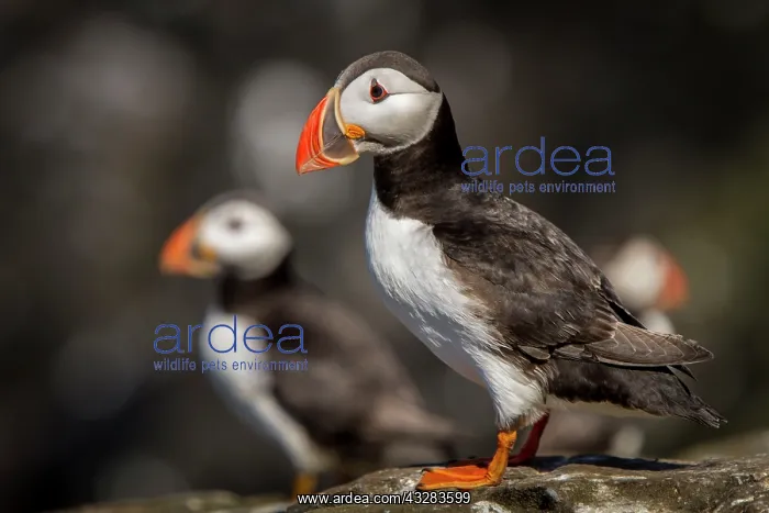 : 80197016 Atlantic Puffin - adult on cliff Farne : 80197016 Atlantic Puffin - adult on cliff Farne