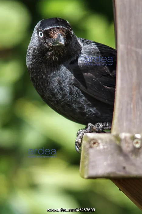  : 80197017 Western Jackdaw - portrait Bempton, United