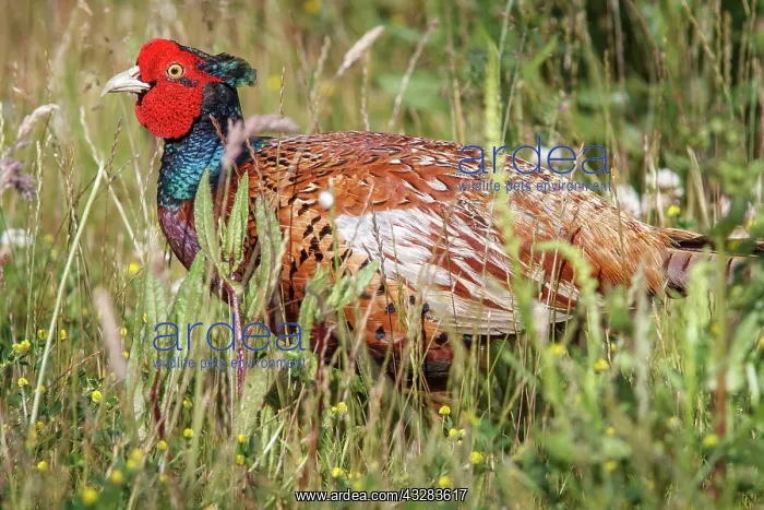 : 80197018 Common Pheasant - adult male Bempton, United : 80197018 Common Pheasant - adult male Bempton, United