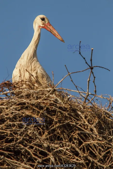  : 80197019 White Stork - at nest Galicia, Spain Ciconia