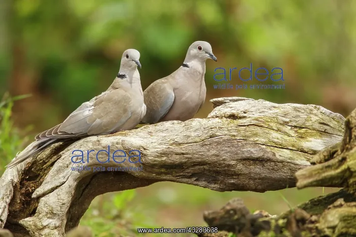 : 80197020 Eurasian Collared Dove - pair Galicia : 80197020 Eurasian Collared Dove - pair Galicia