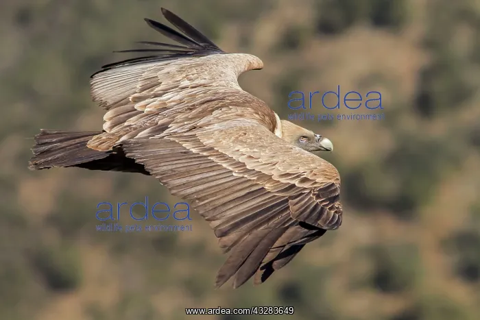 : 80197021 Griffon Vulture - in flight Monfrague National : 80197021 Griffon Vulture - in flight Monfrague National