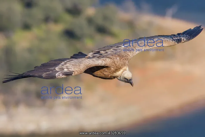 : 80197022 Griffon Vulture - in flight Monfrague National : 80197022 Griffon Vulture - in flight Monfrague National