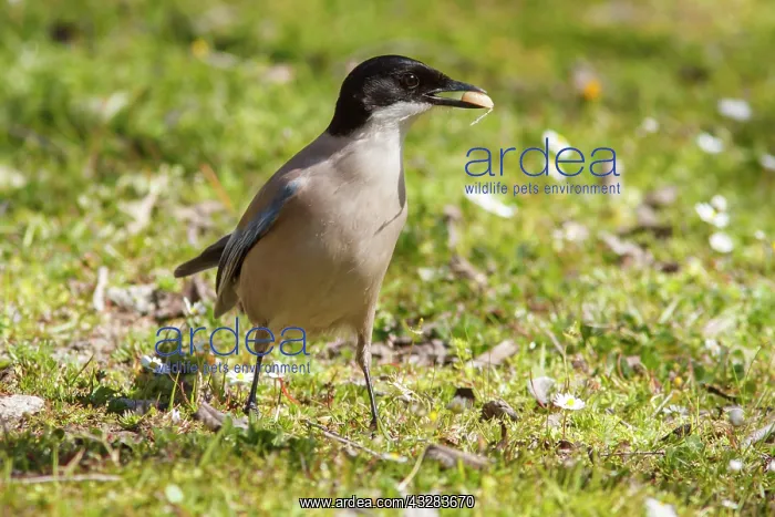 : 80197023 Iberian Magpie - adult Extremadura, Spain : 80197023 Iberian Magpie - adult Extremadura, Spain