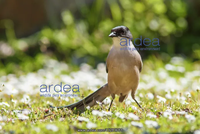 : 80197024 Iberian Magpie - adult Extremadura, Spain : 80197024 Iberian Magpie - adult Extremadura, Spain