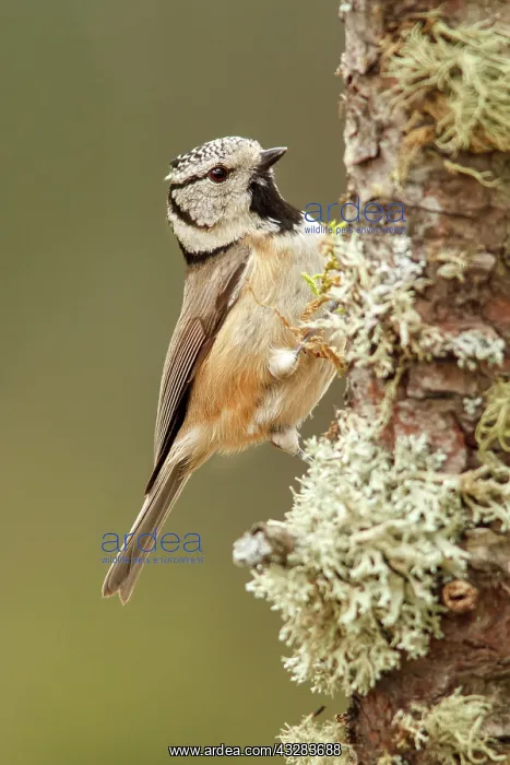 : 80197025 European Crested Tit - on pine tree Galicia : 80197025 European Crested Tit - on pine tree Galicia