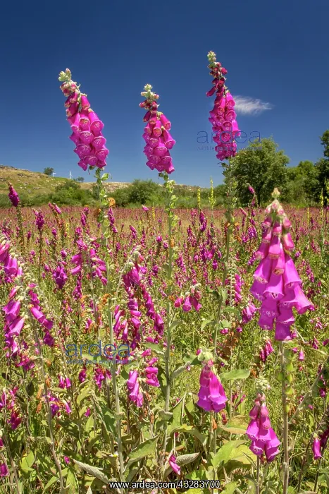  : 80197026 Foxglove - flowers in field Galicia, Spain