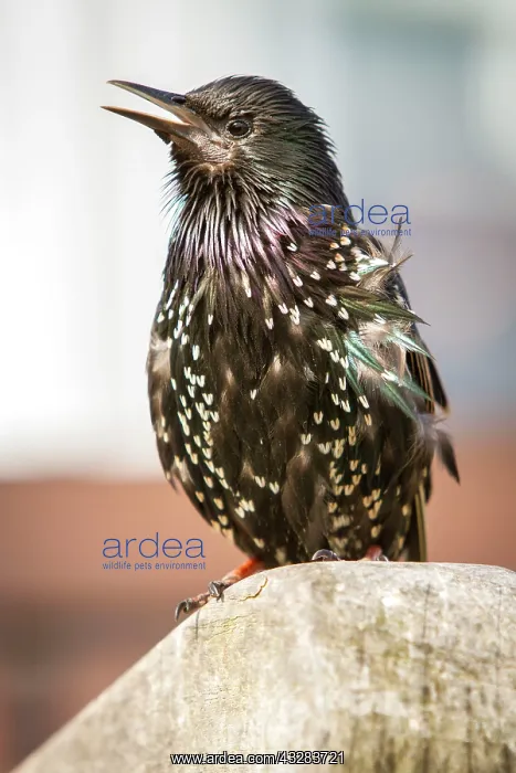 : 80197028 Common Starling - adult Seahouses, United : 80197028 Common Starling - adult Seahouses, United