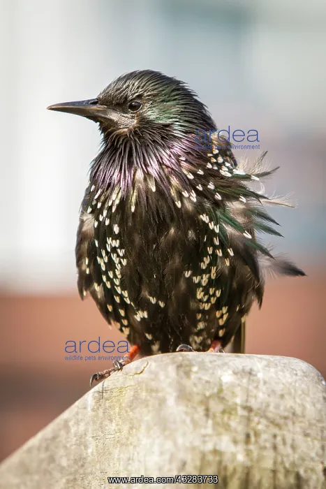 : 80197029 Common Starling - adult Seahouses, United : 80197029 Common Starling - adult Seahouses, United