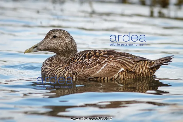 : 80197030 Common Eider - female Seahouses, United : 80197030 Common Eider - female Seahouses, United