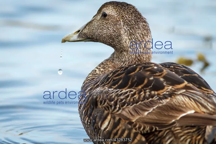 : 80197031 Common Eider - female Seahouses, United : 80197031 Common Eider - female Seahouses, United