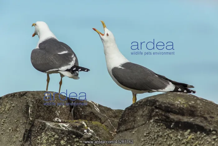 : 80197032 Lesser Black-Backed Gull - adults calling : 80197032 Lesser Black-Backed Gull - adults calling