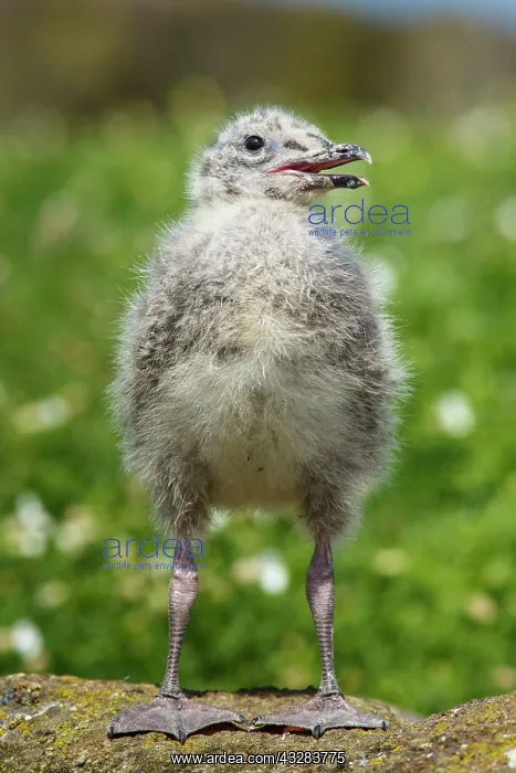  : 80197033 European Herring Gull - chick Isle of May