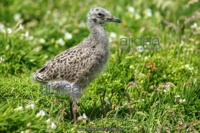 : 80197034 European Herring Gull - chick Isle of May : 80197034 European Herring Gull - chick Isle of May
