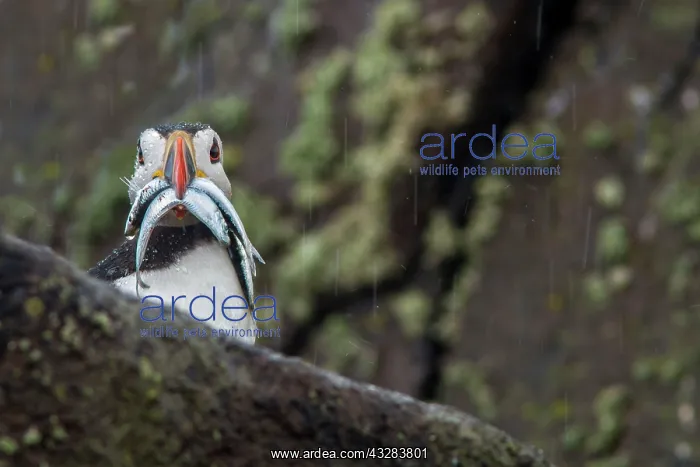 : 80197035 Atlantic Puffin - adult with Sand Eels : 80197035 Atlantic Puffin - adult with Sand Eels