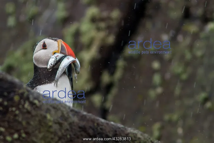 : 80197036 Atlantic Puffin - adult with Sand Eels : 80197036 Atlantic Puffin - adult with Sand Eels