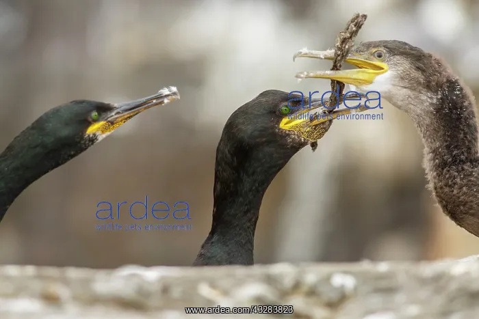 : 80197037 European Shag - adult and young Farne Islands : 80197037 European Shag - adult and young Farne Islands