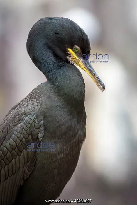: 80197038 European Shag - adult portrait Farne Islands : 80197038 European Shag - adult portrait Farne Islands