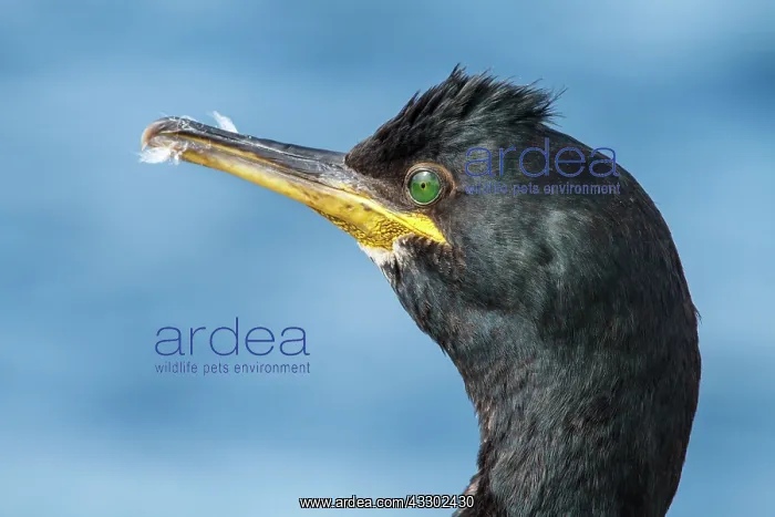 : 80197040 European Shag - adult portrait Farne Islands : 80197040 European Shag - adult portrait Farne Islands