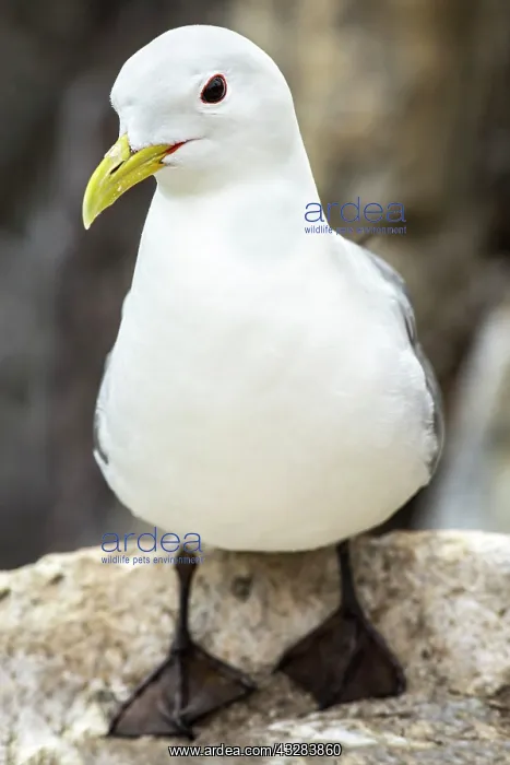  : 80197041 Black-Legged Kittiwake - on cliff ledge