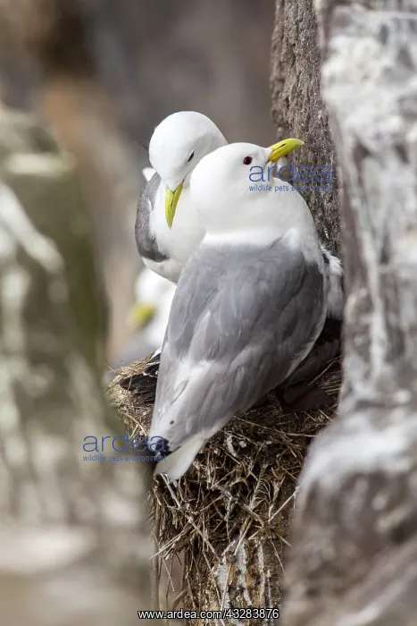: 80197042 Black-Legged Kittiwake - at nest on cliff : 80197042 Black-Legged Kittiwake - at nest on cliff