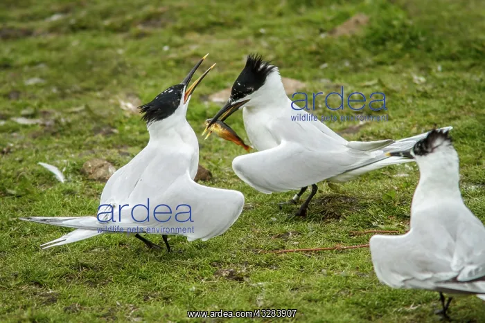 : 80197044 Sandwich Tern - adult with fish prey in : 80197044 Sandwich Tern - adult with fish prey in