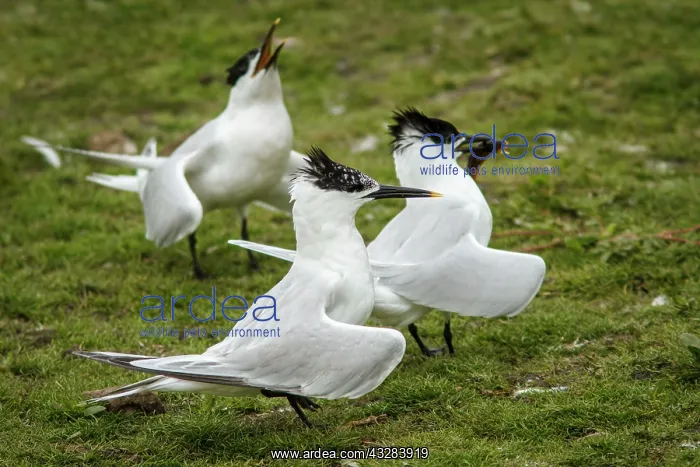 : 80197045 Sandwich Tern - adult with fish prey in : 80197045 Sandwich Tern - adult with fish prey in