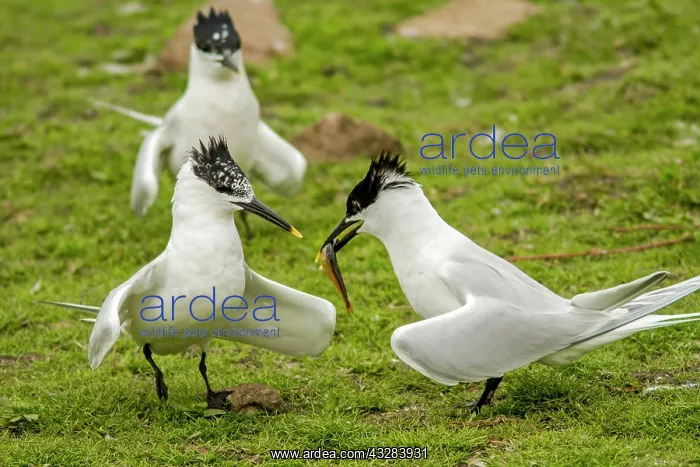 : 80197046 Sandwich Tern - adult with fish prey in : 80197046 Sandwich Tern - adult with fish prey in