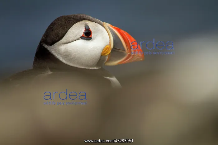 : 80197048 Atlantic Puffin - adult on cliff Farne : 80197048 Atlantic Puffin - adult on cliff Farne