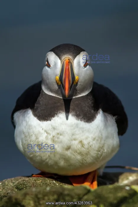 : 80197049 Atlantic Puffin - adult on cliff Farne : 80197049 Atlantic Puffin - adult on cliff Farne