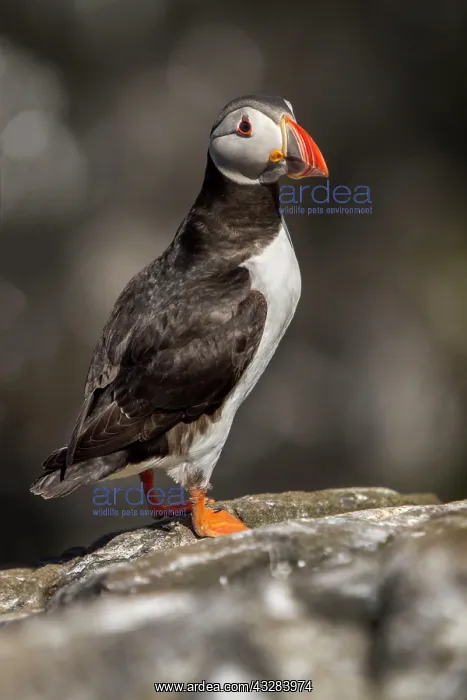 : 80197050 Atlantic Puffin - adult on cliff Farne : 80197050 Atlantic Puffin - adult on cliff Farne