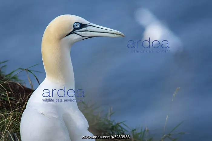 : 80197051 Northern Gannet - adult portrait Bass Rock : 80197051 Northern Gannet - adult portrait Bass Rock