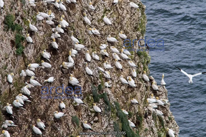 : 80197052 Northern Gannet - adults on cliff ledges : 80197052 Northern Gannet - adults on cliff ledges