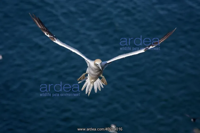 : 80197054 Northern Gannet - adult in flight Bass : 80197054 Northern Gannet - adult in flight Bass