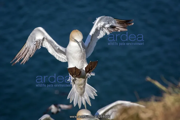 : 80197055 Northern Gannet - adult in flight Bass : 80197055 Northern Gannet - adult in flight Bass