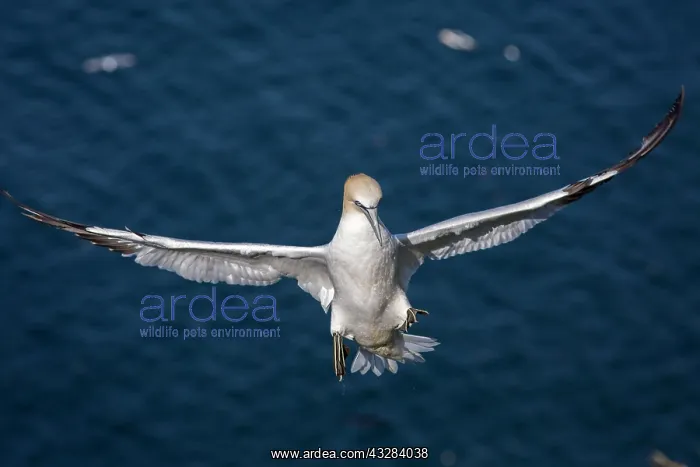 : 80197056 Northern Gannet - adult in flight Bass : 80197056 Northern Gannet - adult in flight Bass